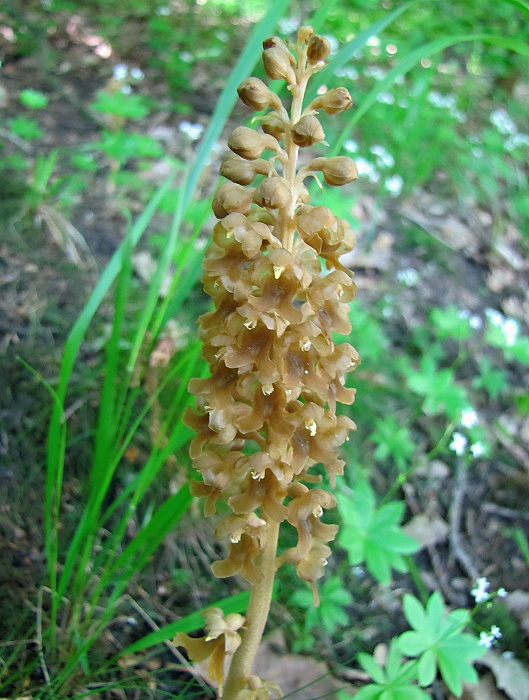 hniezdovka hlístová Neottia nidus-avis (L.) Rich.