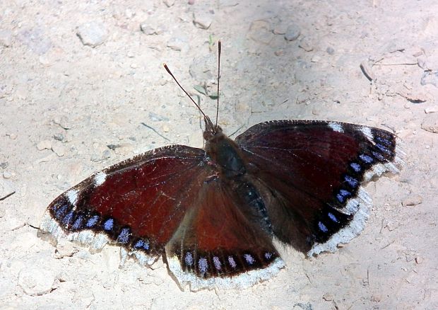 babôčka osiková  Nymphalis antiopa