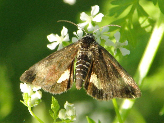 sivkavec rožcový  Panemeria tenebrata Scopoli, 1763