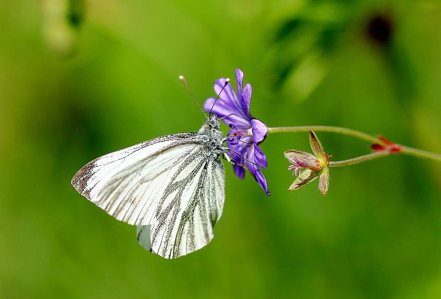 mlynárik repkový Pieris napi