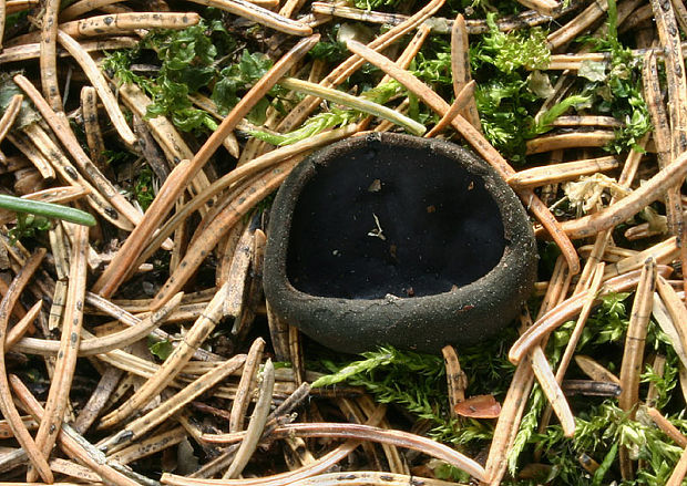 misôčka černastá Pseudoplectania nigrella (Pers.) Fuckel