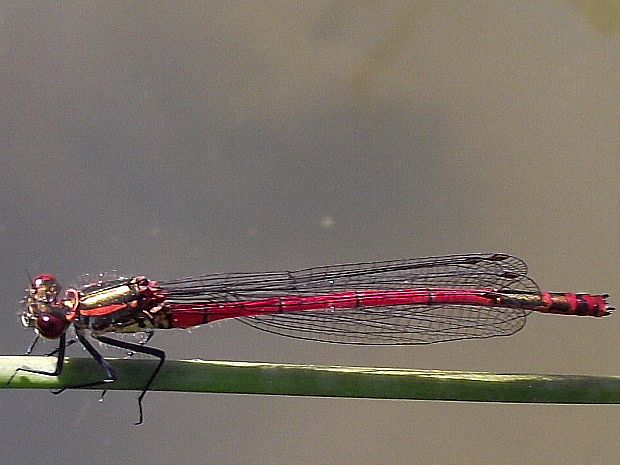 šidielko červené  Pyrrhosoma nymphula