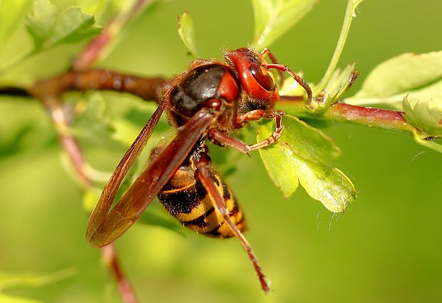 sršeň obyčajný Vespa crabro