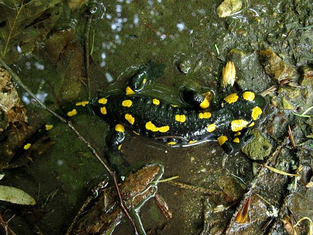 salamandra