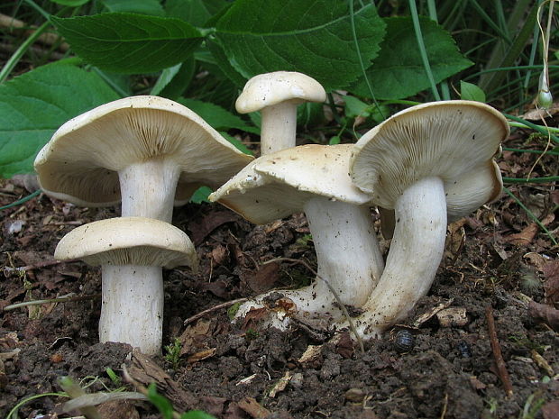 čírovnica májová Calocybe gambosa (Fr.) Donk