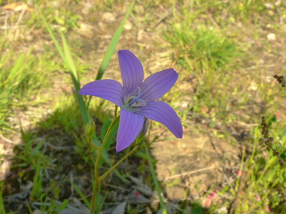 zvonček konáristý Campanula patula L.