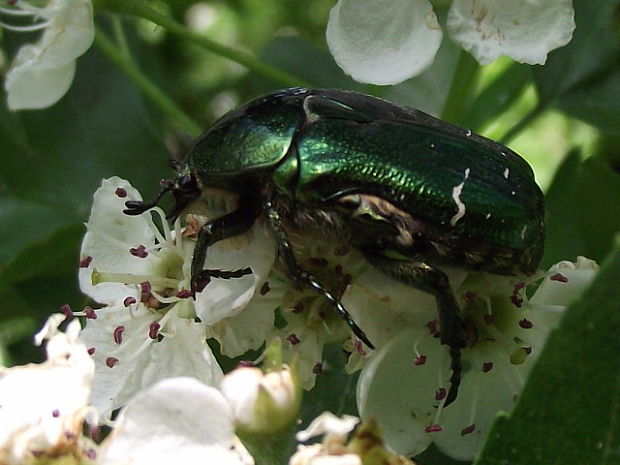 zlatoň obyčajný... Cetonia aurata