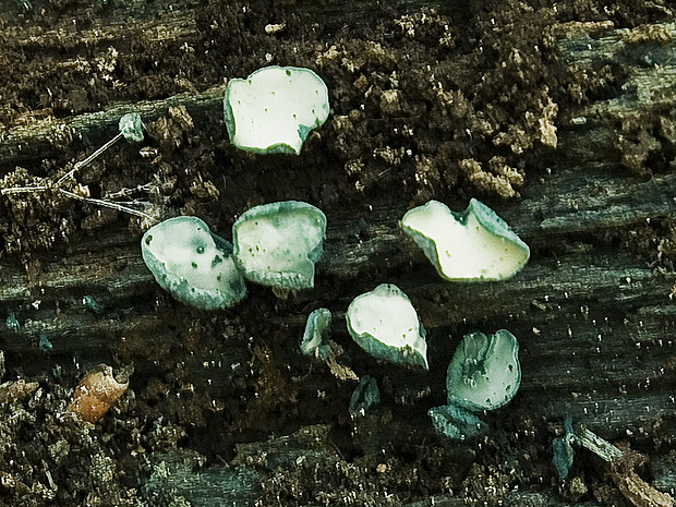 zelenica Chlorociboria sp.