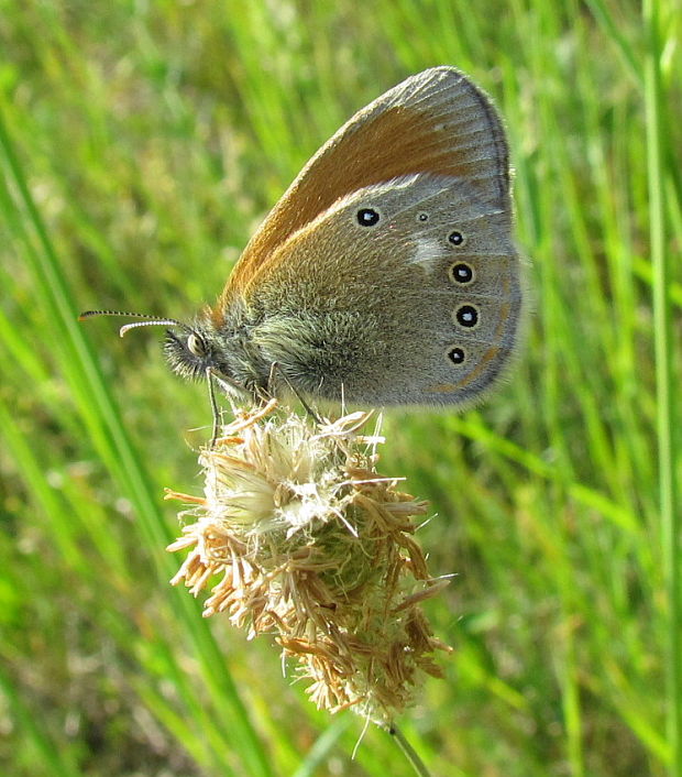 očkaň traslicový Coenonympha glycerion