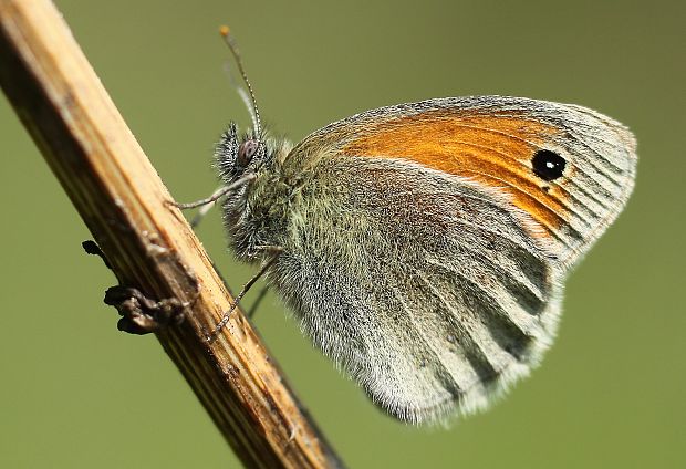 očkáň pohánkový Coenonympha pamphilus