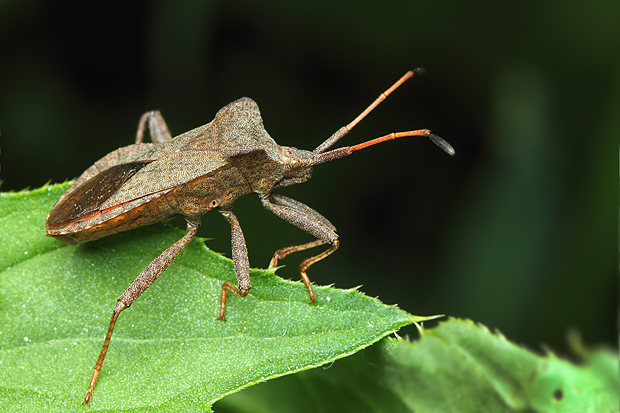 obrubnica štiavová Coreus marginatus