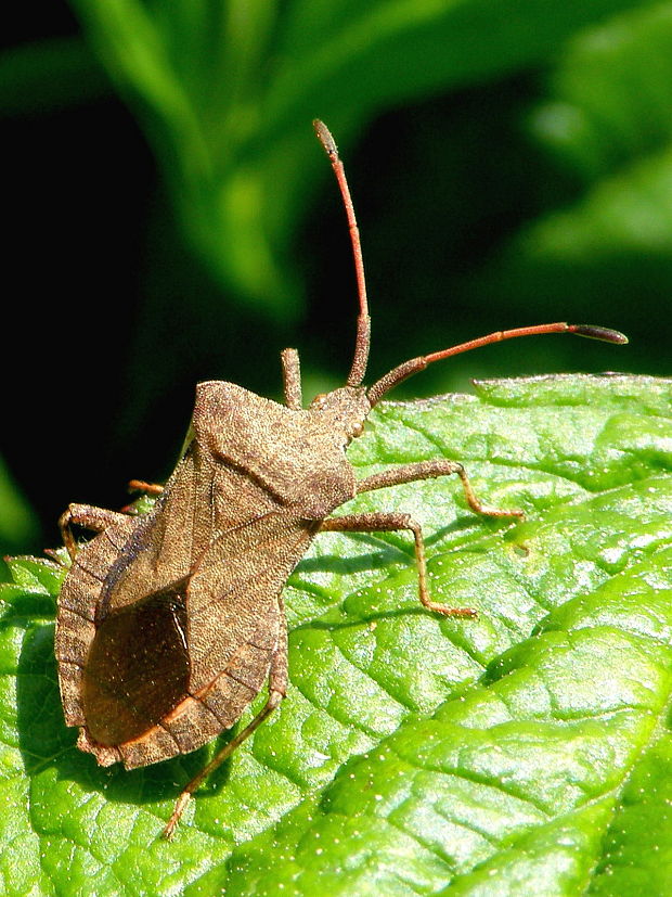 obrubnica štiavová  Coreus marginatus  Linnaeus, 1758