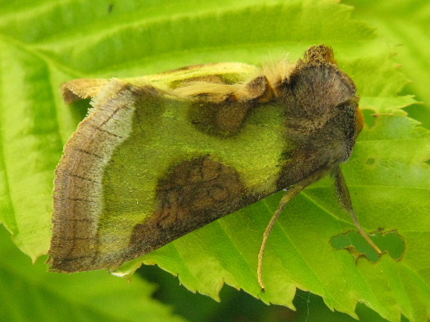 mora zlatistá Diachrysia stenochrysis cf.