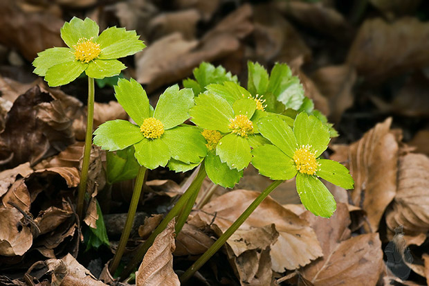 hviezdnatec čemericový Hacquetia epipactis (Scop.) DC.