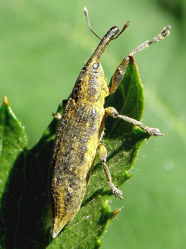 dlhánik Lixus iridis