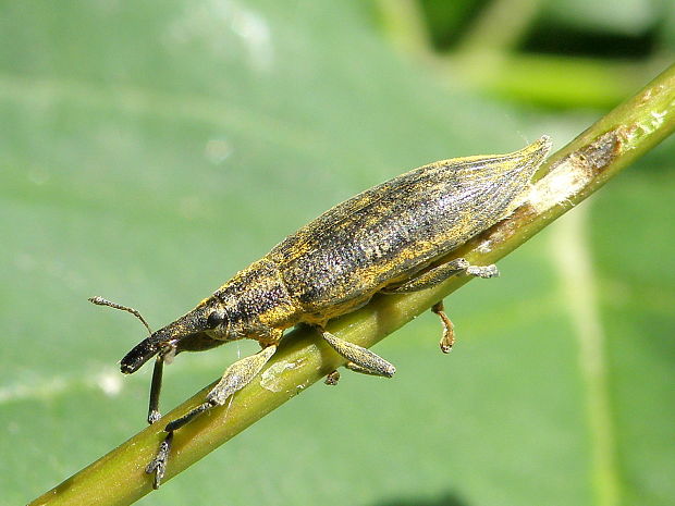 dlhánik Lixus iridis