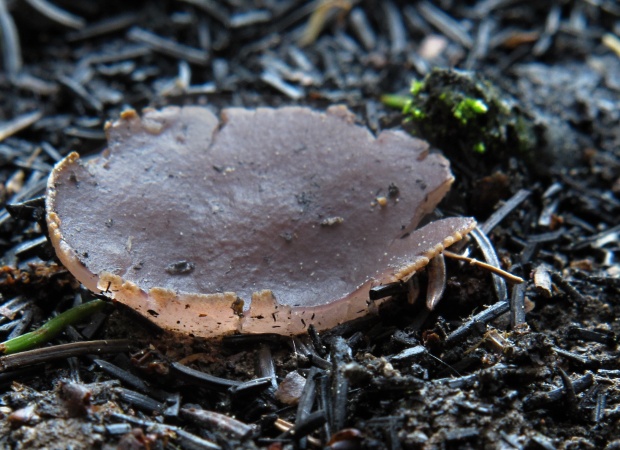 čiaška Peziza sp.