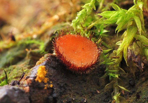 štítovnička Scutellinia sp.