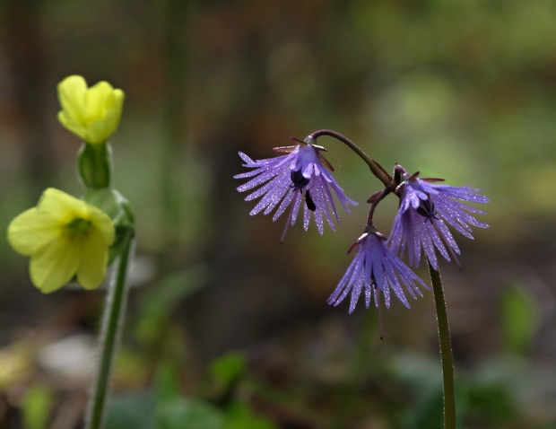 soldanelka Soldanella sp.