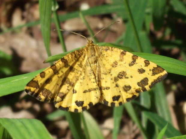 listnatka hluchavková  (Pseudopanthera macularia)