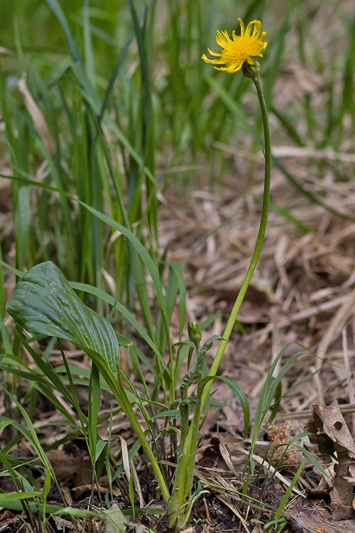 hadomor nízky cf.    Scorzonera  humilis L.