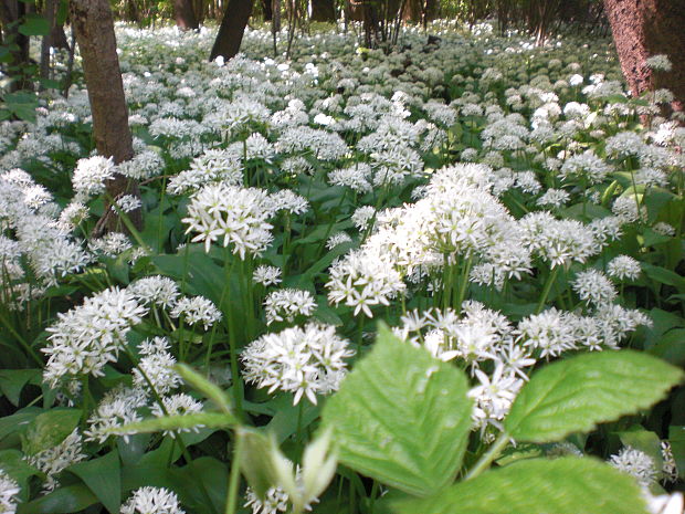 cesnak medvedí Allium ursinum L.