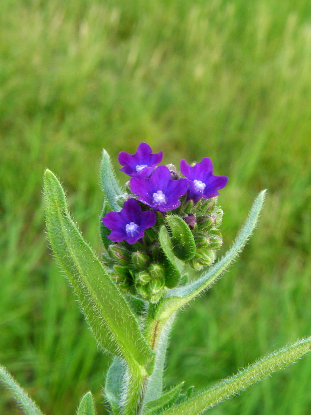 smohla lekárska Anchusa officinalis L.