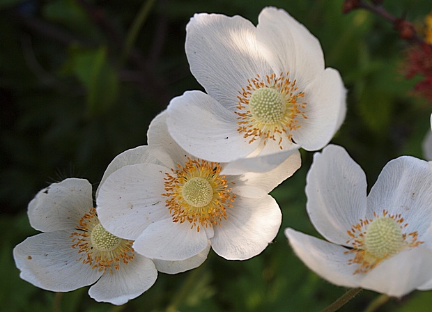 veternica lesná Anemone sylvestris L.