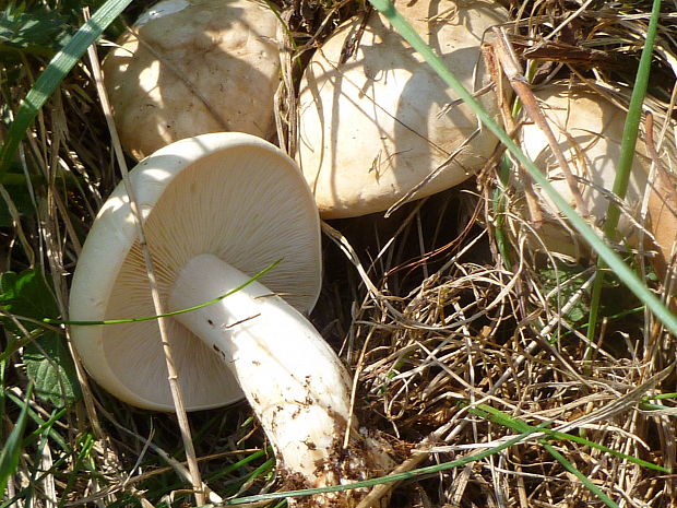 čírovnica májová Calocybe gambosa (Fr.) Donk