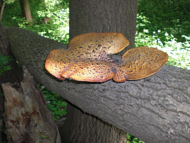 trúdnik šupinatý Cerioporus squamosus (Huds.) Quél.