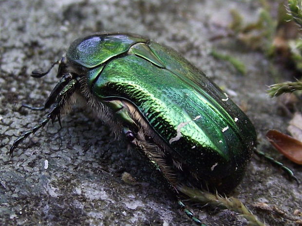 zlatoň obyčajný Cetonia aurata