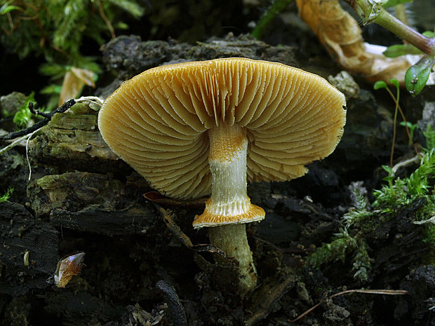 kapucňovec Conocybe sp.