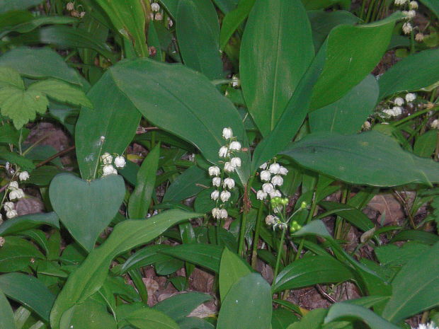 konvalinka voňavá Convallaria majalis L.