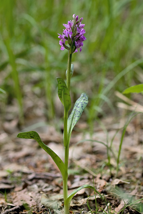 vstavačovec májový pravý Dactylorhiza majalis subsp. majalis (Reincherb.) Hunt & Summerh.