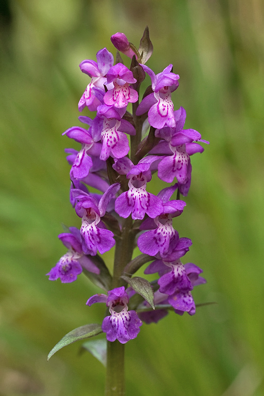 vstavačovec májový pravý Dactylorhiza majalis subsp. majalis (Reincherb.) Hunt & Summerh.