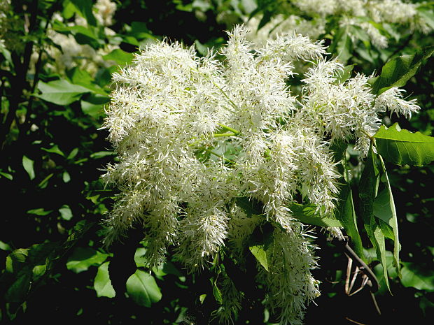 jaseň mannový  Fraxinus ornus  L.