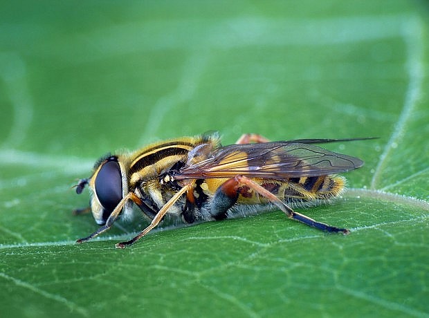 pestrica Helophilus pendulus (Linnaeus, 1758)