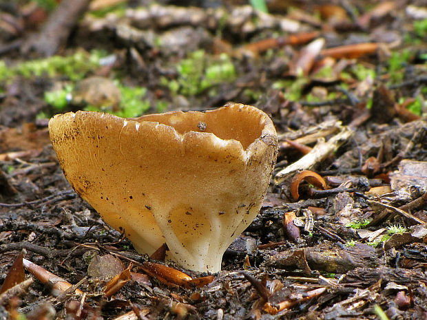 chriapač kalíškovitý Helvella acetabulum (L.) Quél.