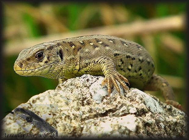 jašterica krtkohlavá Lacerta agilis