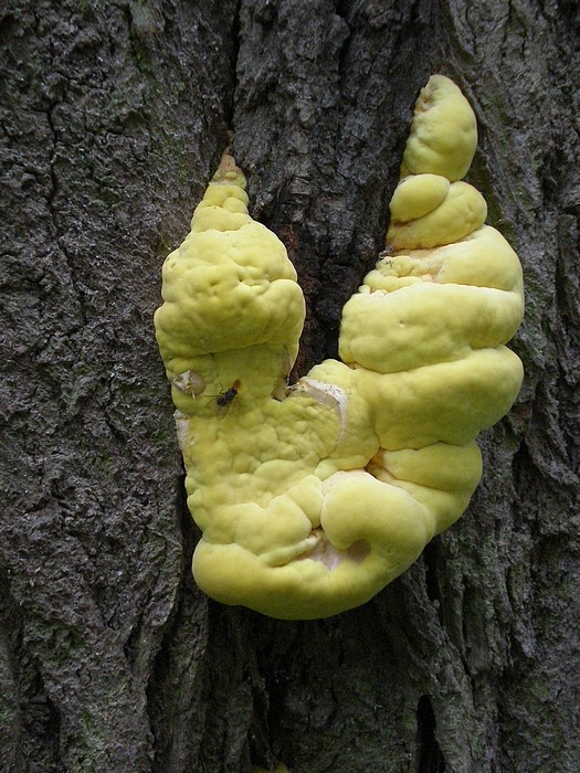 sírovec obyčajný Laetiporus sulphureus (Bull.) Murrill