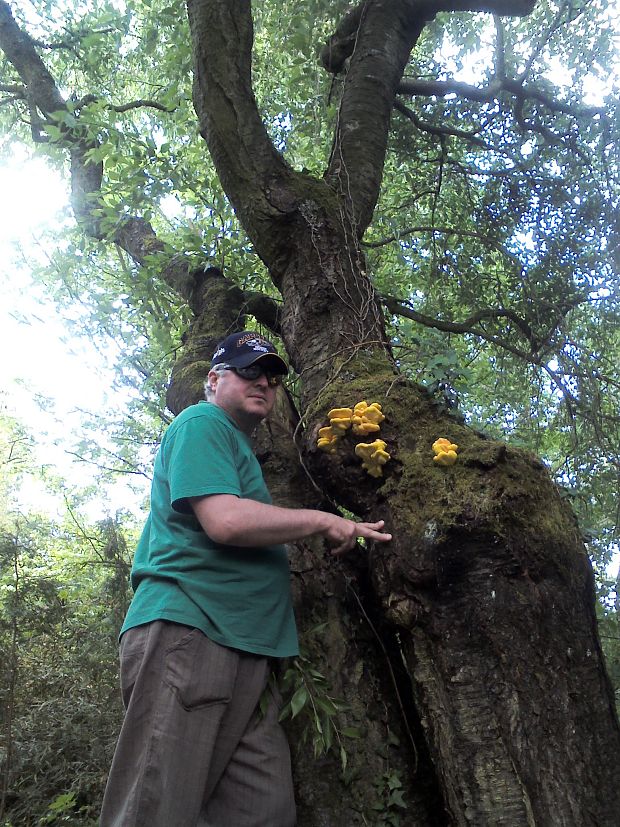 sírovec obyčajný Laetiporus sulphureus (Bull.ex Fr.) Murrill