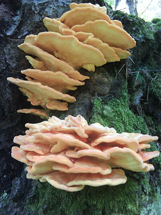 sírovec obyčajný Laetiporus sulphureus (Bull.) Murrill