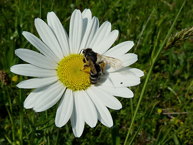 včela? Leucanthemum vulgare Lam.