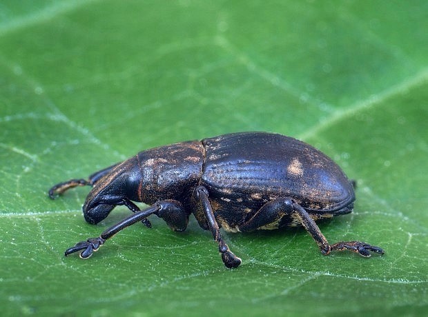 ryhovec Leucophyes pedestris Poda, 1761