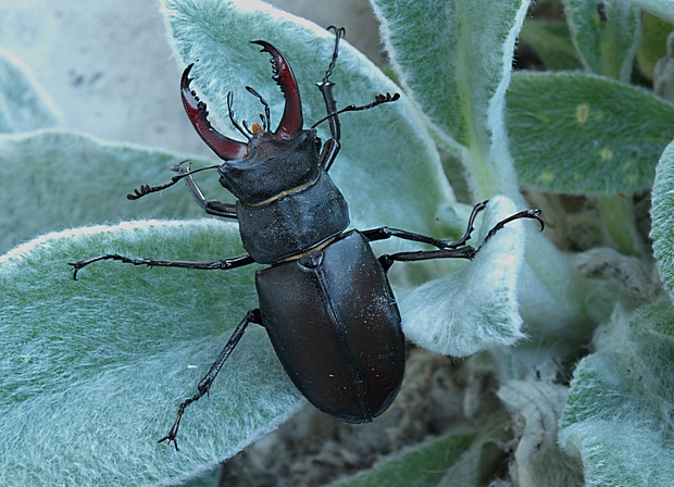 roháč veľký  Lucanus cervus