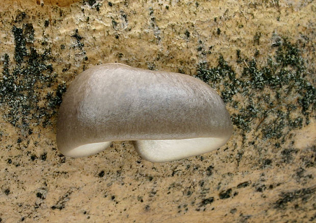 hliva závojová Pleurotus calyptratus (Lindblad ex Fr.) Sacc.