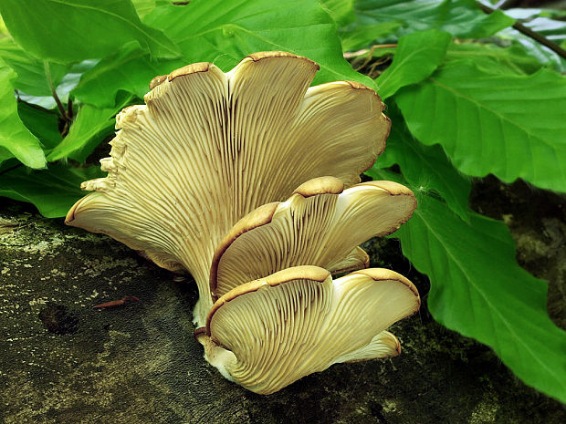 hliva buková Pleurotus pulmonarius (Fr.) Quél.