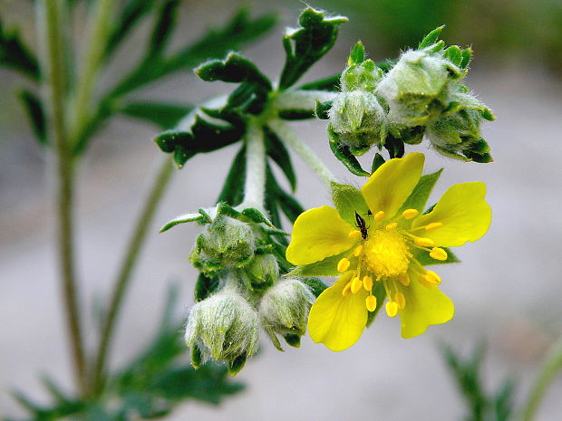 nátržník strieborný  Potentilla argentea  L.