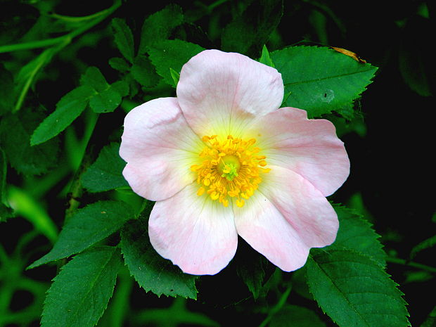 ruža šípová Rosa canina L.