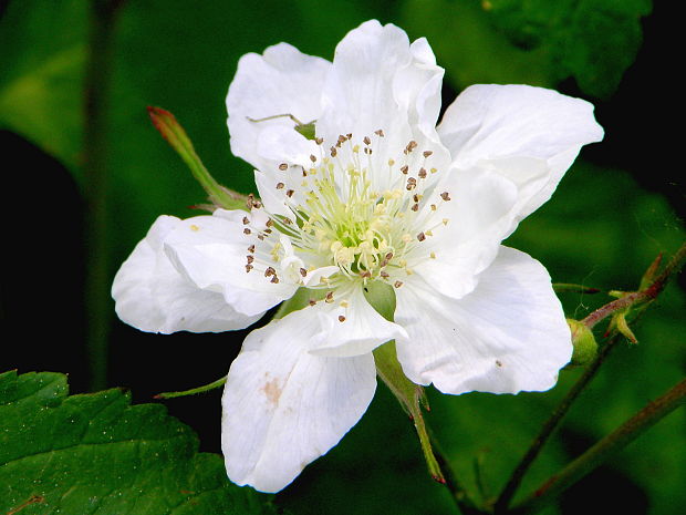 ostružina  Rubus  sp.